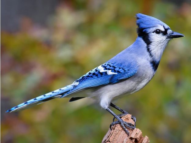 A trick of nature: Blue jays aren't really blue