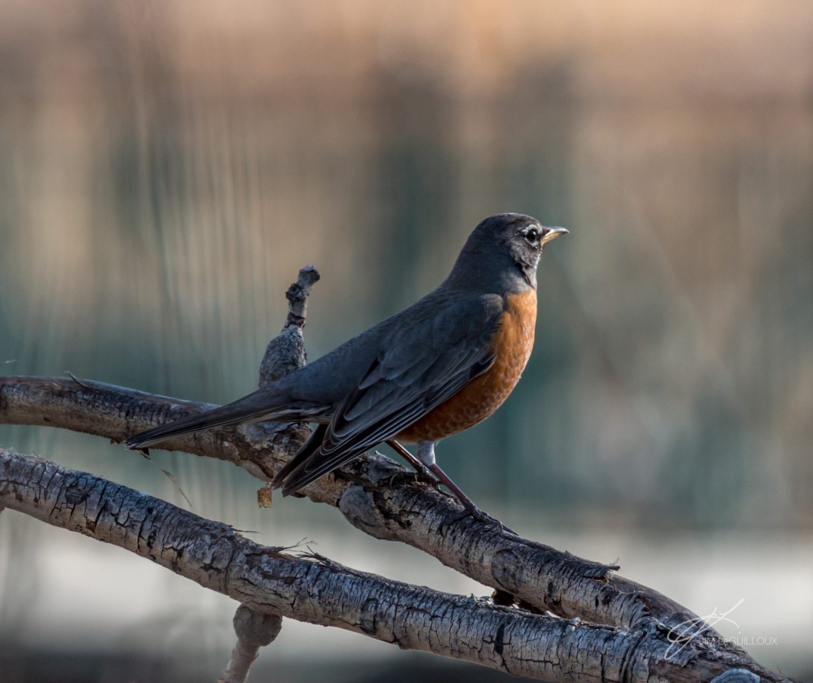 Calgary's Bird Engage
