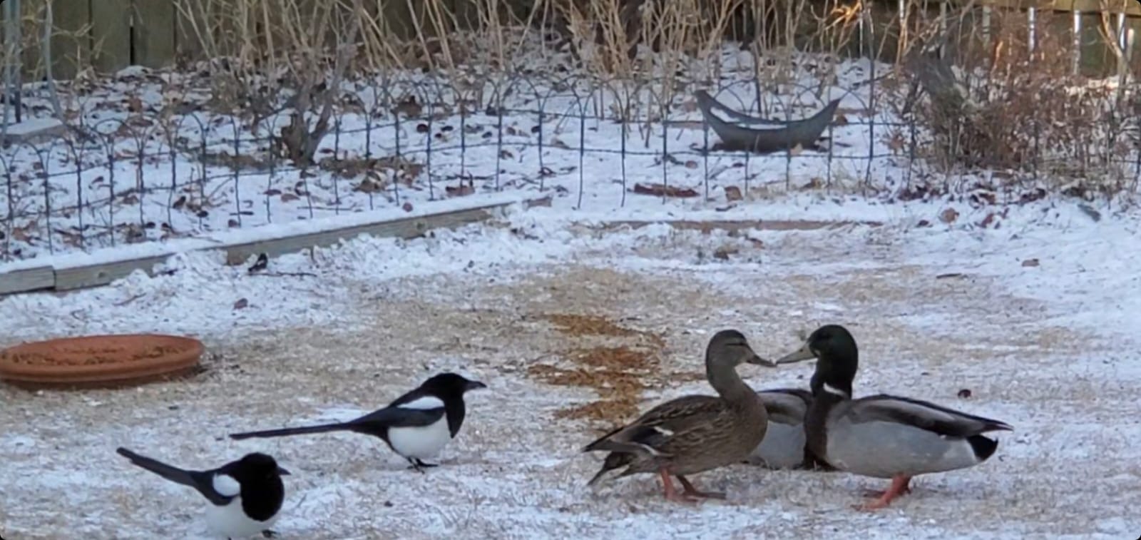 Calgary's Bird Engage