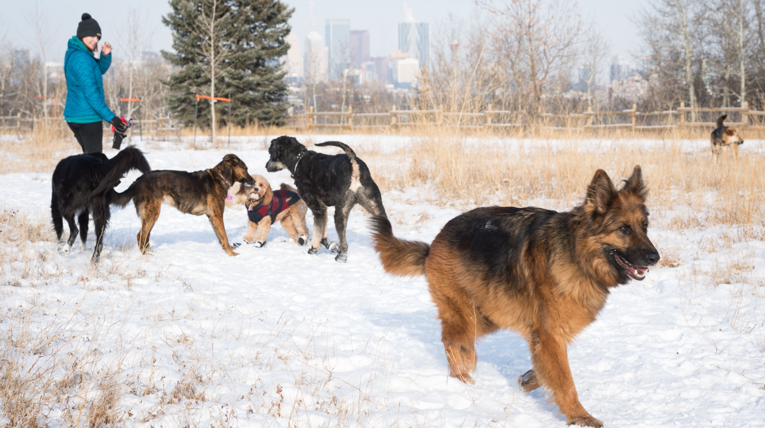 dog-walking-business-engage