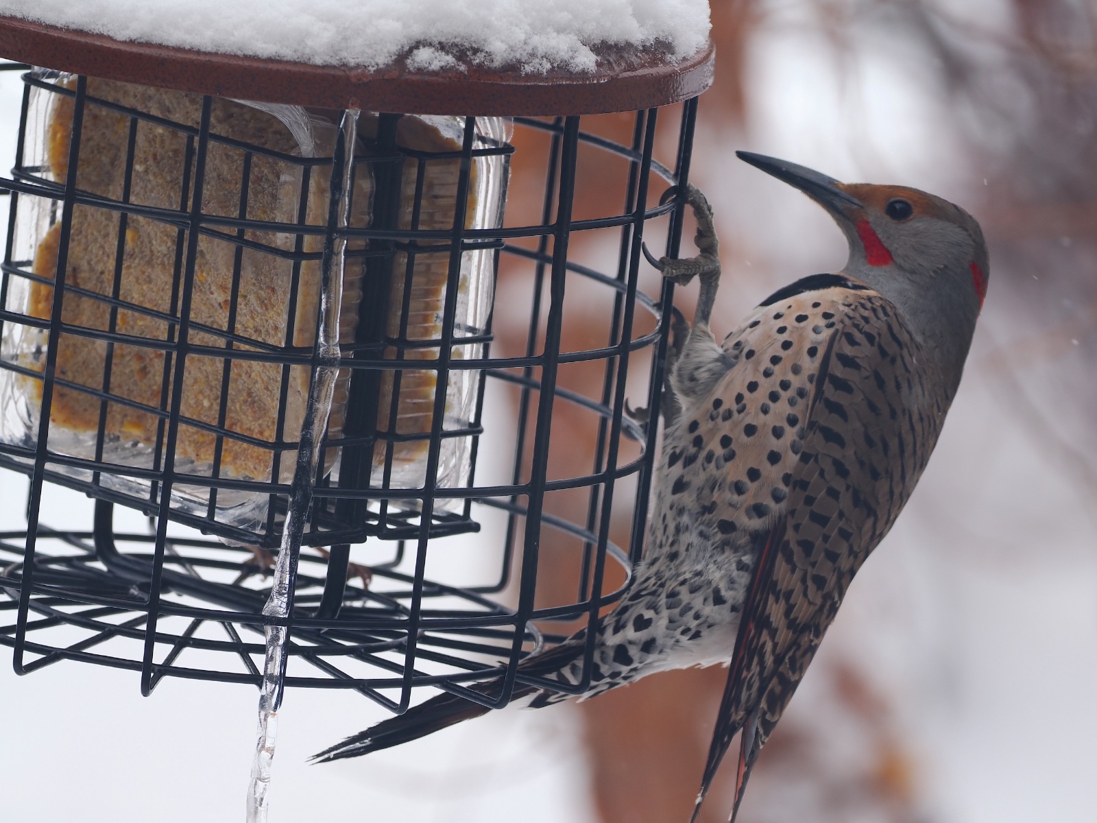 Calgary's Bird Engage